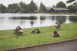 Ducks on canal